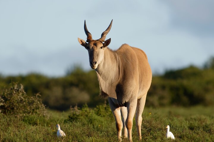 Addo Elephant Park All-Inclusive Day Safari fra Port Elizabeth