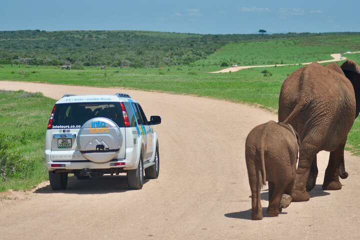 Addo Elephant Park All-Inclusive Day Safari fra Port Elizabeth