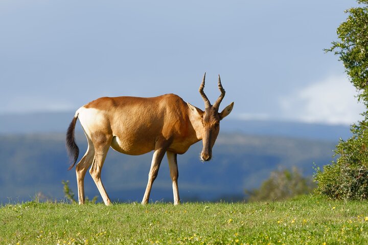 Addo Elephant Park All-Inclusive Day Safari fra Port Elizabeth