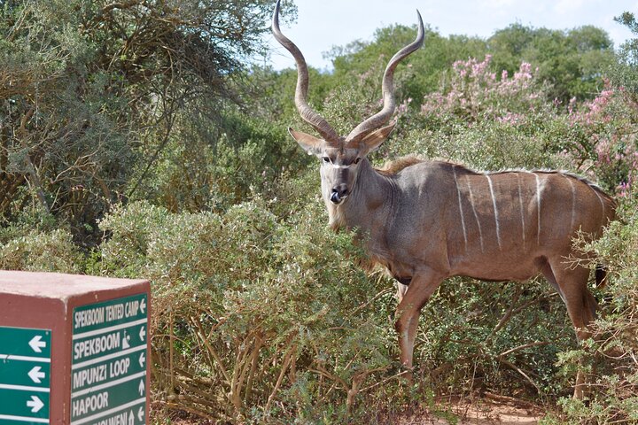 Addo Elephant Park All-Inclusive Day Safari fra Port Elizabeth