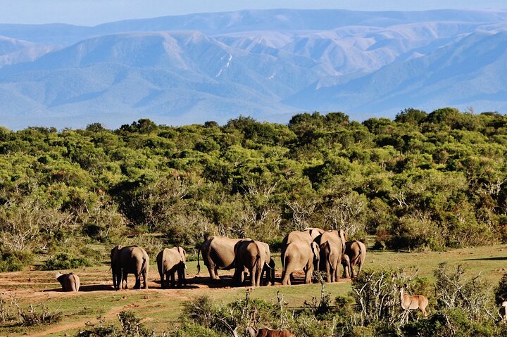 Addo Elephant Park All-Inclusive Day Safari fra Port Elizabeth