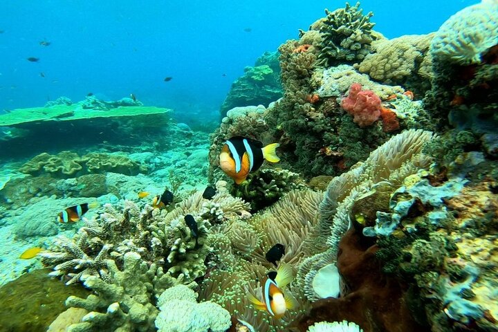 Nusa Penida West Tour + (3 plaatsen snorkelen) Mantaroggen