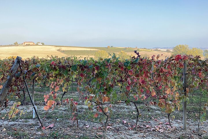 Frische Pasta mit Aussicht auf Langhe, Roero, Monferrato in der Nähe von Asti