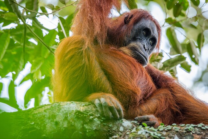 Trekking etico di 3 giorni nella giungla degli oranghi | Bukit Lawang, Sumatra