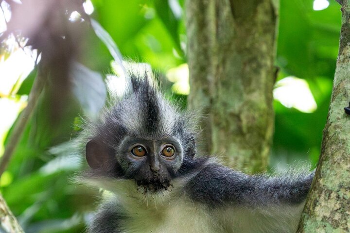 Trekking etico di 3 giorni nella giungla degli oranghi | Bukit Lawang, Sumatra