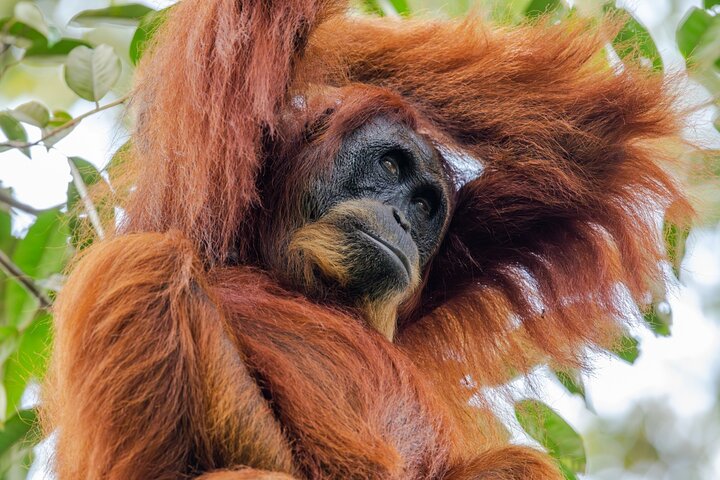 Trekking etico di 3 giorni nella giungla degli oranghi | Bukit Lawang, Sumatra