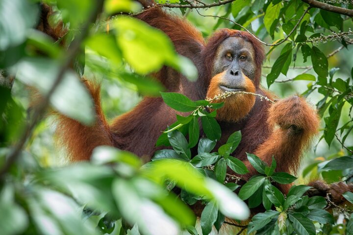 Trekking etico di 3 giorni nella giungla degli oranghi | Bukit Lawang, Sumatra