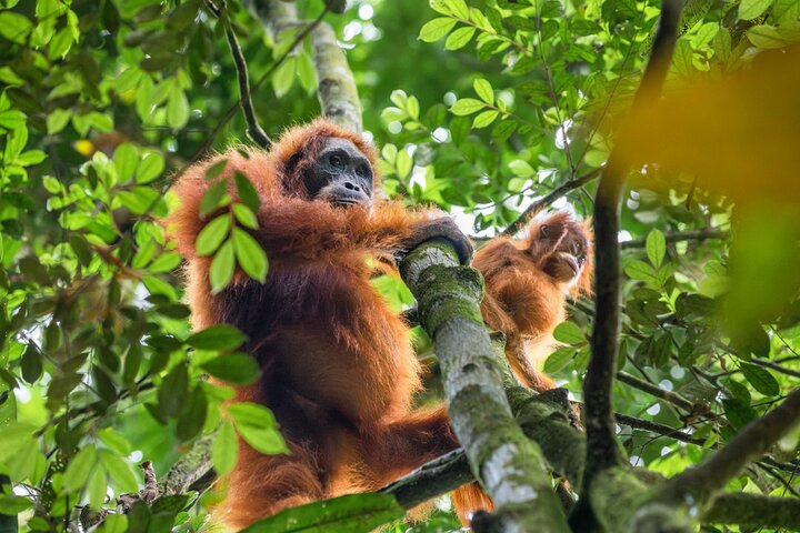 Trekking etico di 3 giorni nella giungla degli oranghi | Bukit Lawang, Sumatra