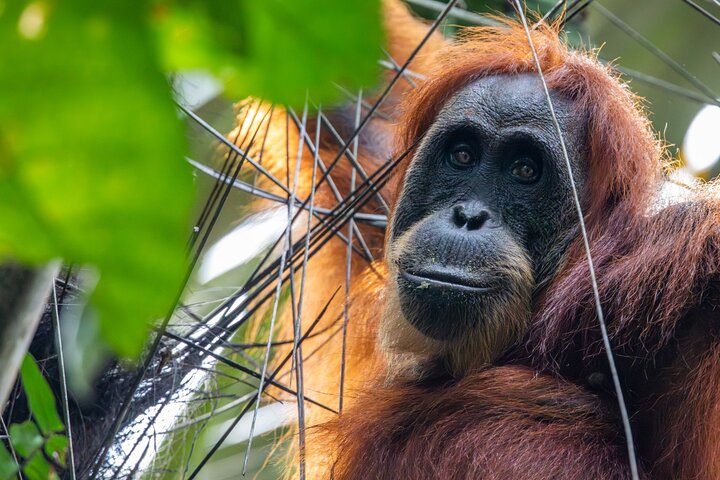 Trekking etico di 3 giorni nella giungla degli oranghi | Bukit Lawang, Sumatra