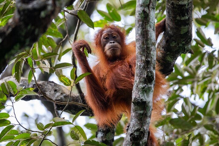 Trekking etico di 3 giorni nella giungla degli oranghi | Bukit Lawang, Sumatra