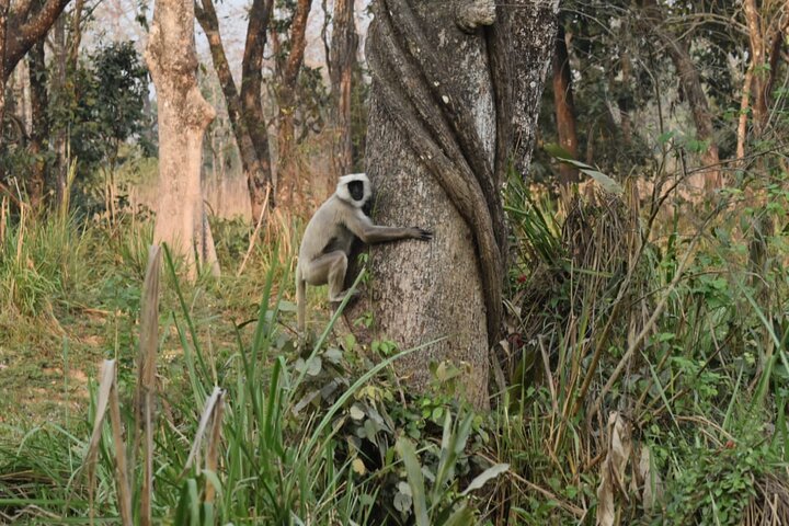 Jungle Towernight Stay: tour di 4 giorni nel Parco nazionale di Chitwan