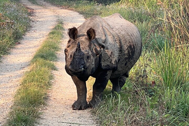 Jungle Towernight Stay: tour di 4 giorni nel Parco nazionale di Chitwan