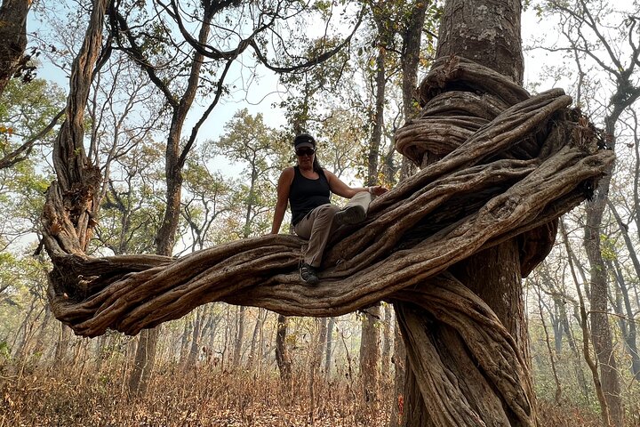 Jungle Towernight Stay: tour di 4 giorni nel Parco nazionale di Chitwan