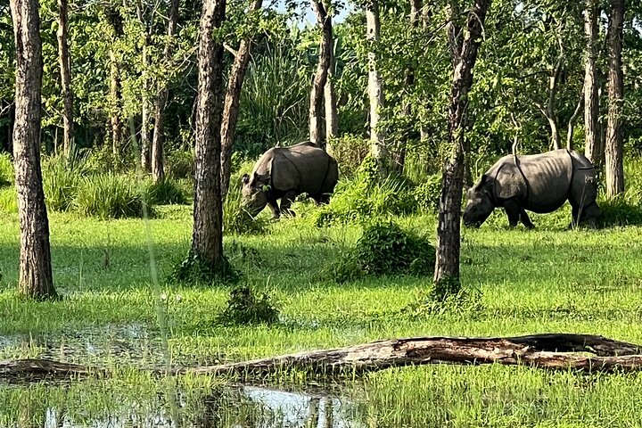 Jungle Towernight Stay: tour di 4 giorni nel Parco nazionale di Chitwan
