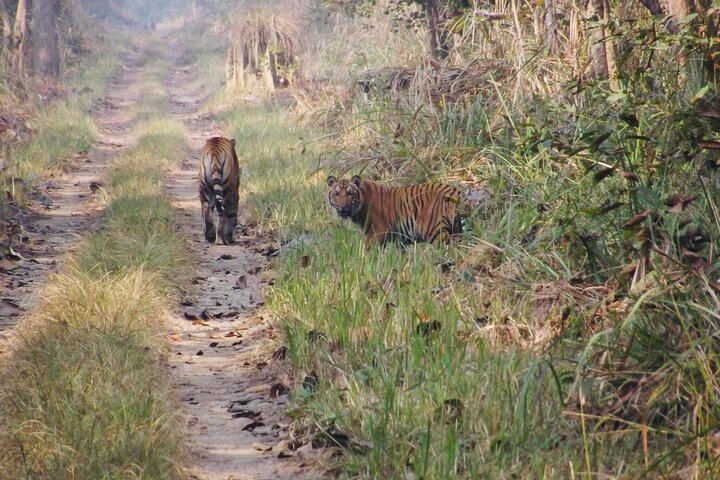 Jungle Towernight Stay: tour di 4 giorni nel Parco nazionale di Chitwan