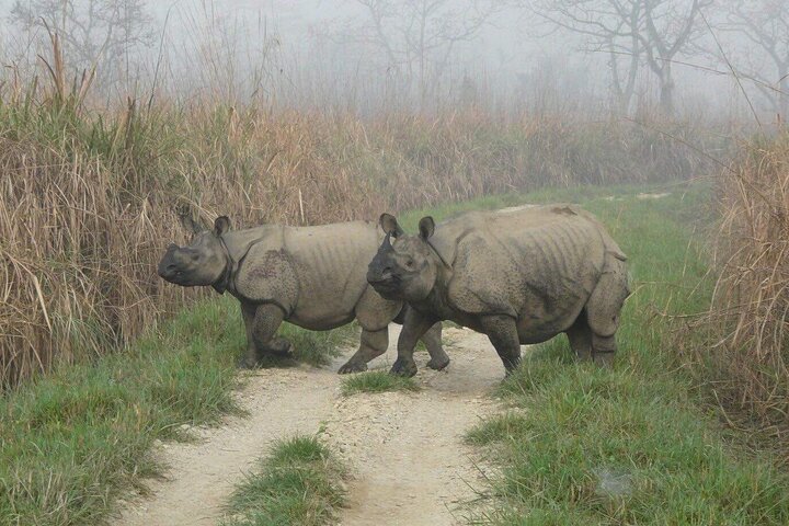 Jungle Towernight Stay: tour di 4 giorni nel Parco nazionale di Chitwan