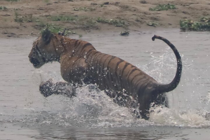 Jungle Towernight Stay: tour di 4 giorni nel Parco nazionale di Chitwan