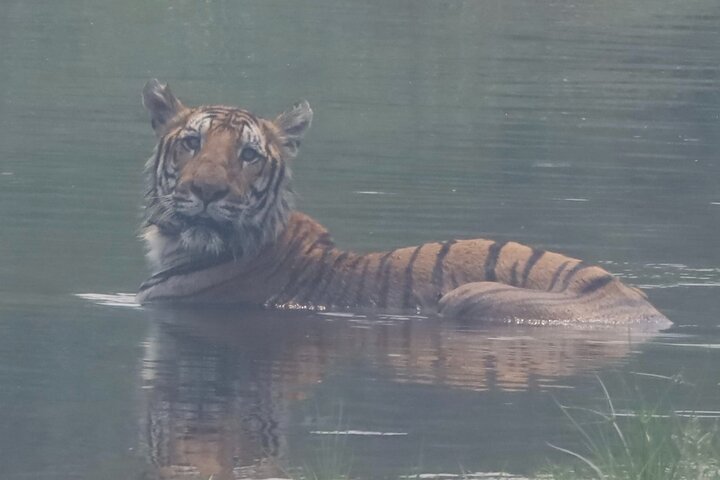 Jungle Towernight Stay: tour di 4 giorni nel Parco nazionale di Chitwan