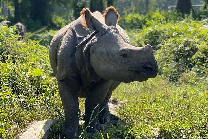 Jungle Towernight Stay: tour di 4 giorni nel Parco nazionale di Chitwan