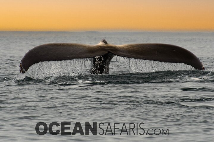Ocean Safaris Walbeobachtung halbprivat begrenzt auf 6 Personen max.