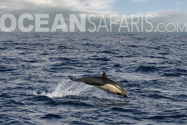 Ocean Safaris Walbeobachtung halbprivat begrenzt auf 6 Personen max.