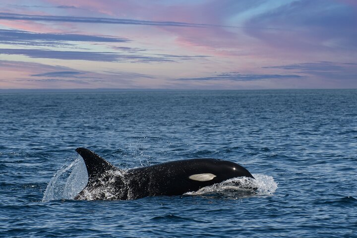 Ocean Safaris Walbeobachtung halbprivat begrenzt auf 6 Personen max.