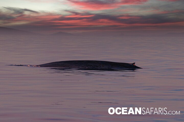 Ocean Safaris Walbeobachtung halbprivat begrenzt auf 6 Personen max.