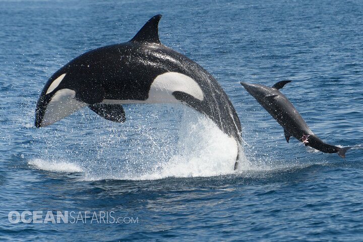 Ocean Safaris Walbeobachtung halbprivat begrenzt auf 6 Personen max.