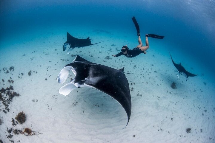 Nusa Penida West Tour + (3 plaatsen snorkelen) Mantaroggen