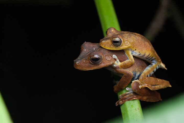 Avventura di 4 giorni all-inclusive in Amazzonia: esplora la foresta pluviale di Napo