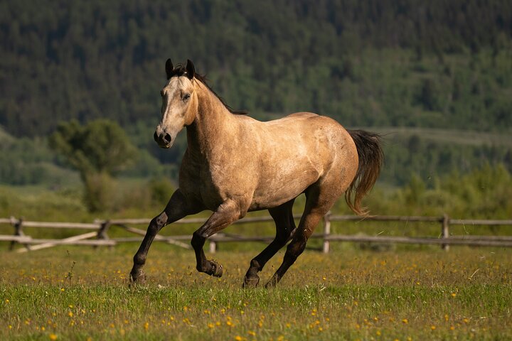 Passeggiate a cavallo con vista sul Grand Teton a Jackson Hole
