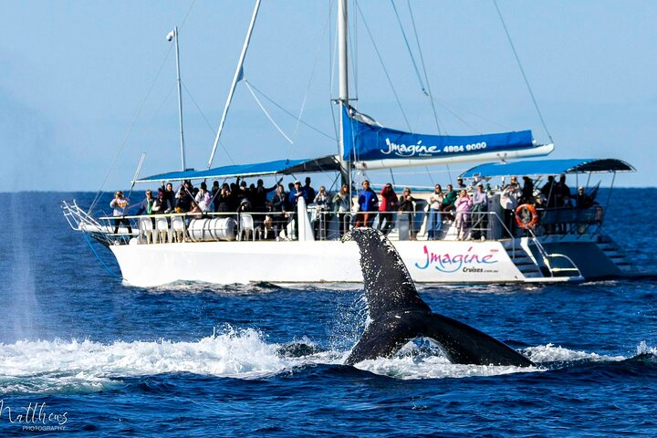 3-stündige Wal- und Delfinbeobachtungskreuzfahrt in Port Stephens