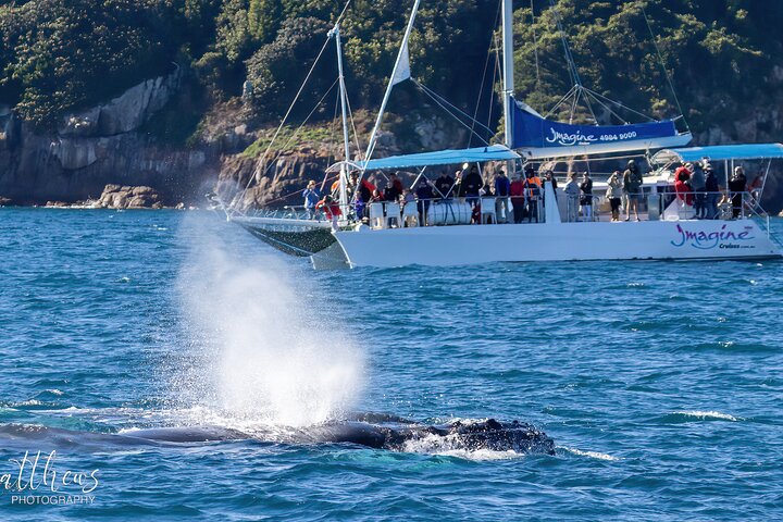 3-stündige Wal- und Delfinbeobachtungskreuzfahrt in Port Stephens