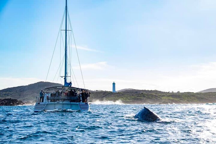 3-stündige Wal- und Delfinbeobachtungskreuzfahrt in Port Stephens