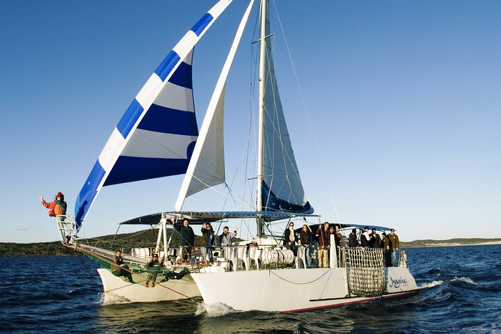 3-stündige Wal- und Delfinbeobachtungskreuzfahrt in Port Stephens