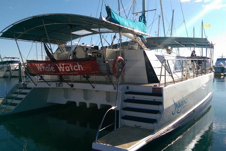 3-stündige Wal- und Delfinbeobachtungskreuzfahrt in Port Stephens