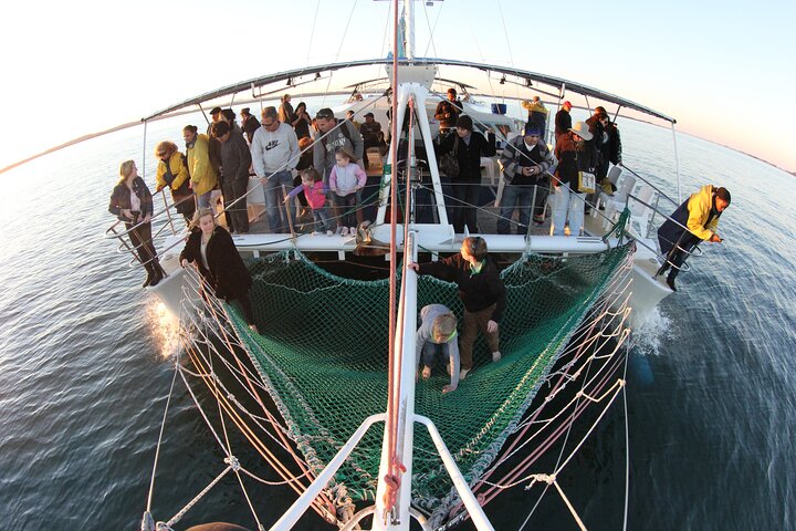 3-stündige Wal- und Delfinbeobachtungskreuzfahrt in Port Stephens