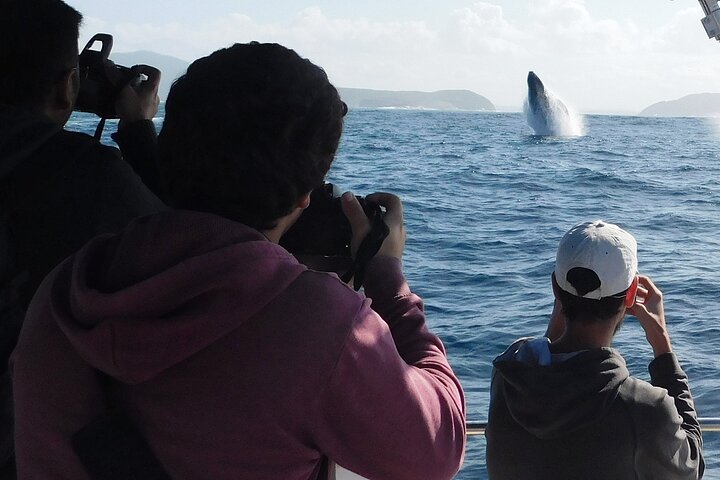 3-stündige Wal- und Delfinbeobachtungskreuzfahrt in Port Stephens