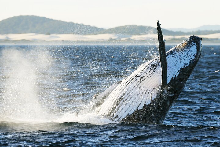 3-stündige Wal- und Delfinbeobachtungskreuzfahrt in Port Stephens