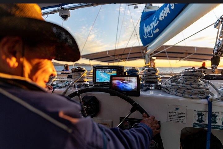 3-stündige Wal- und Delfinbeobachtungskreuzfahrt in Port Stephens