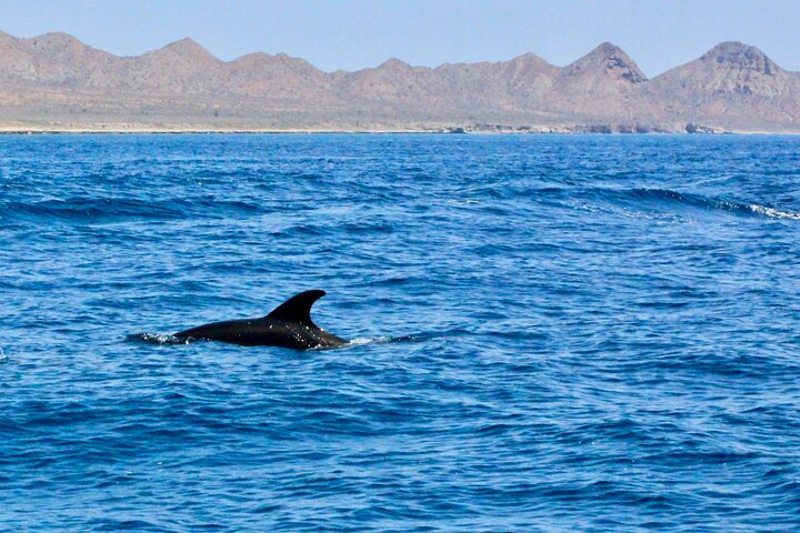 Tour Isla Danzante y Snorkel desde Hotel Villas del Palmar