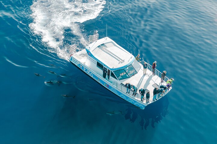 Motuara Wildlife Sanctuary Tour und Delfin-Kreuzfahrt ab Picton