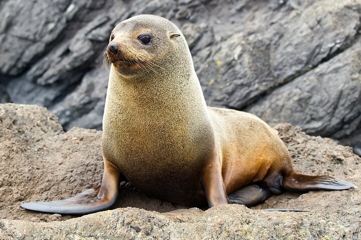Motuara Wildlife Sanctuary Tour und Delfin-Kreuzfahrt ab Picton