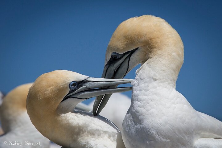 Motuara Wildlife Sanctuary Tour und Delfin-Kreuzfahrt ab Picton