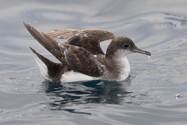 Motuara Wildlife Sanctuary Tour und Delfin-Kreuzfahrt ab Picton