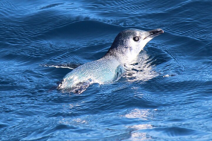 Motuara Wildlife Sanctuary Tour und Delfin-Kreuzfahrt ab Picton