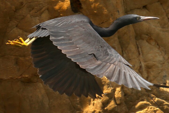 Motuara Wildlife Sanctuary Tour und Delfin-Kreuzfahrt ab Picton