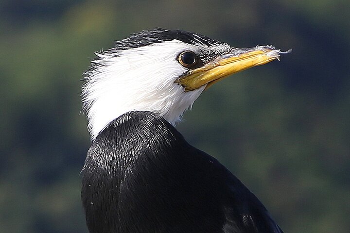 Motuara Wildlife Sanctuary Tour und Delfin-Kreuzfahrt ab Picton