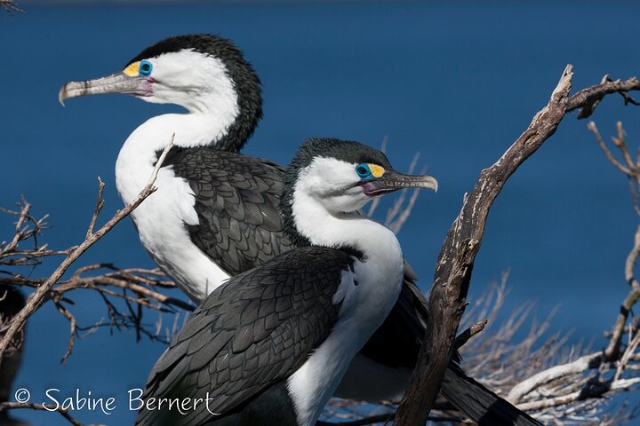 Motuara Wildlife Sanctuary Tour und Delfin-Kreuzfahrt ab Picton