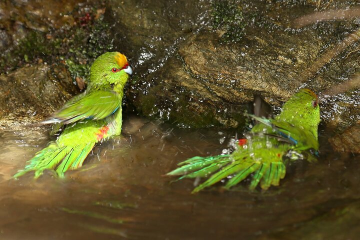 Motuara Wildlife Sanctuary Tour und Delfin-Kreuzfahrt ab Picton